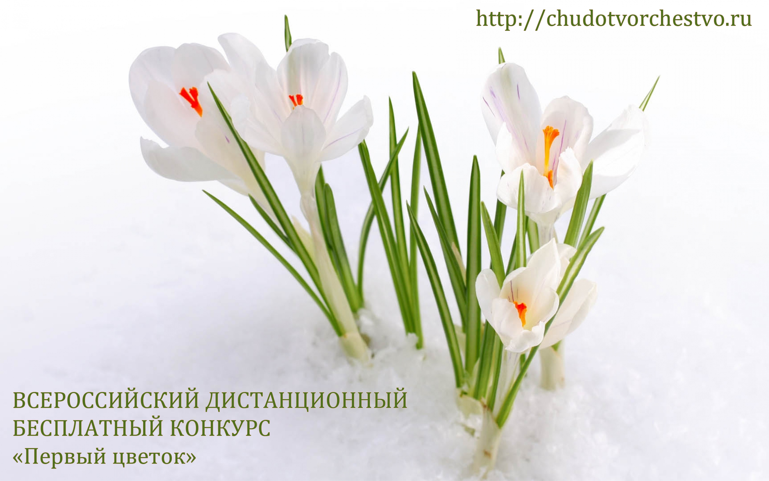 Всероссийский дистанционный бесплатный конкурс «Первый цветок»