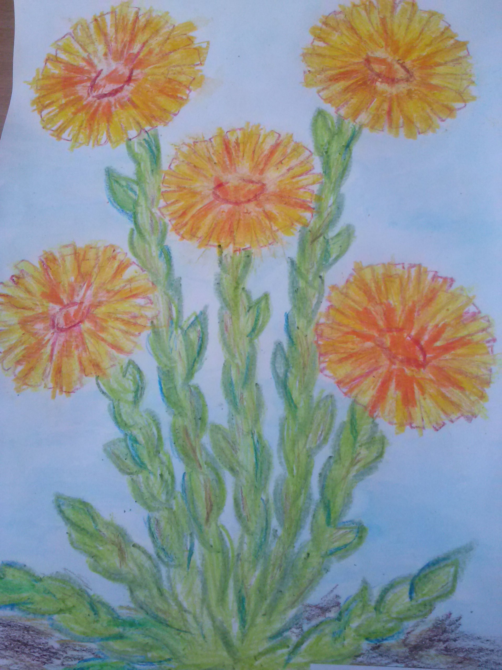 Рисование первоцветы старшая группа карандашами